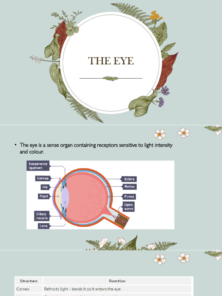The Eye | PDF | Myopia | Eye