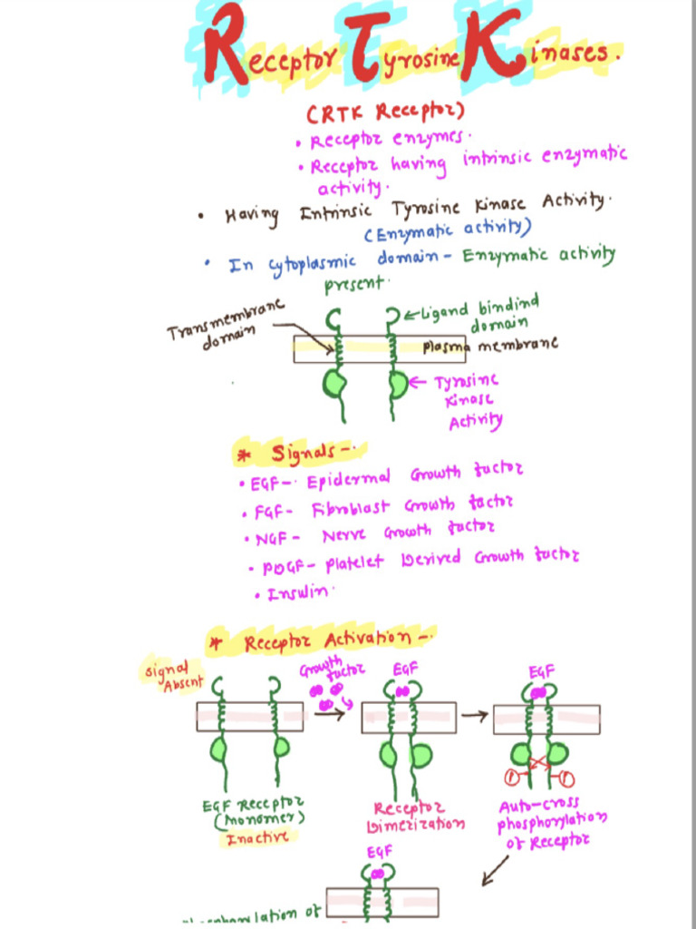 Cell Signalling | PDF