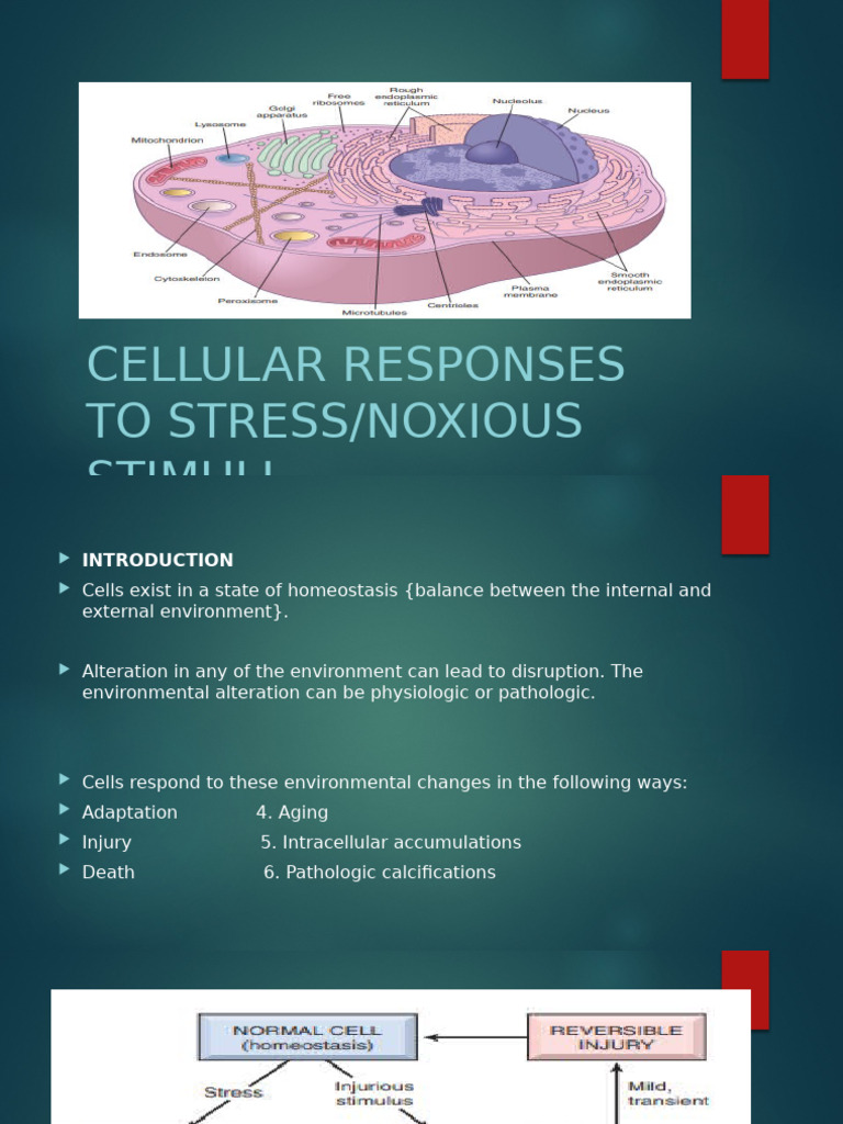 Cellular Responses to Stress and Injury | PDF | Apoptosis | Necrosis