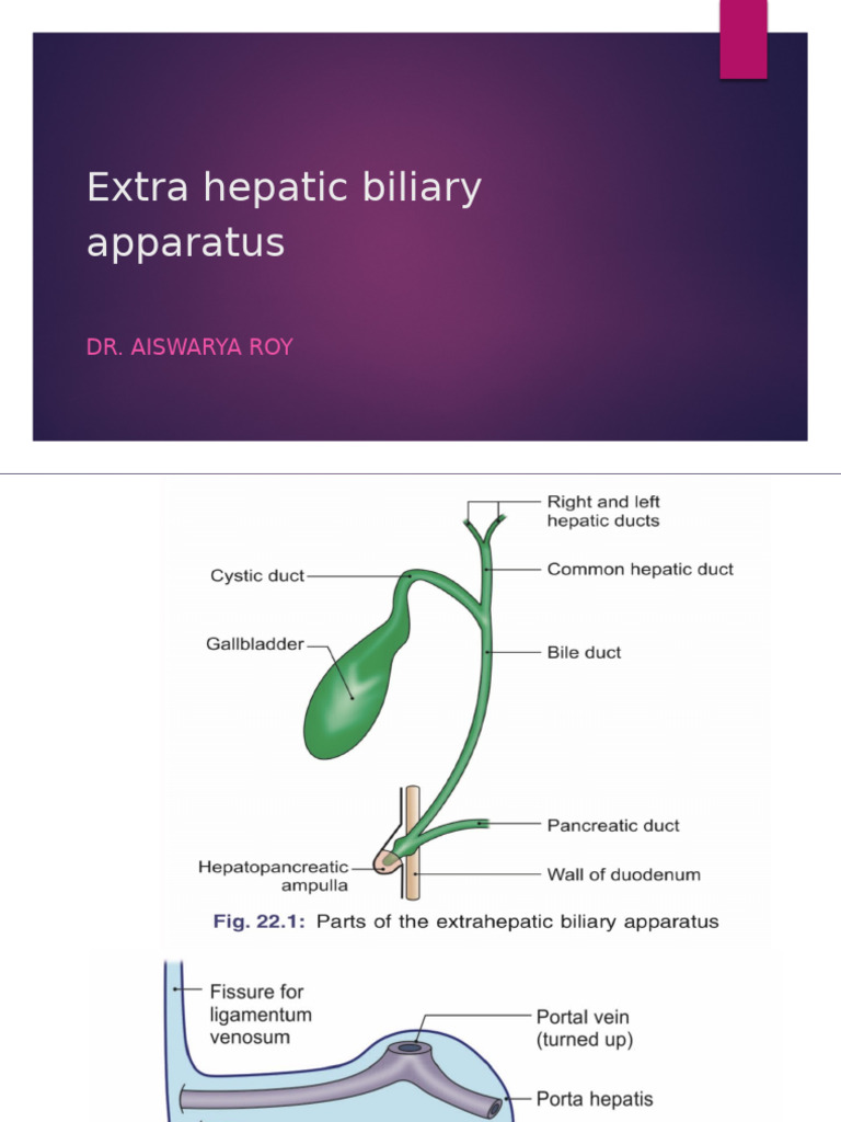 Extra Hepatic Biliary Apparatus | PDF