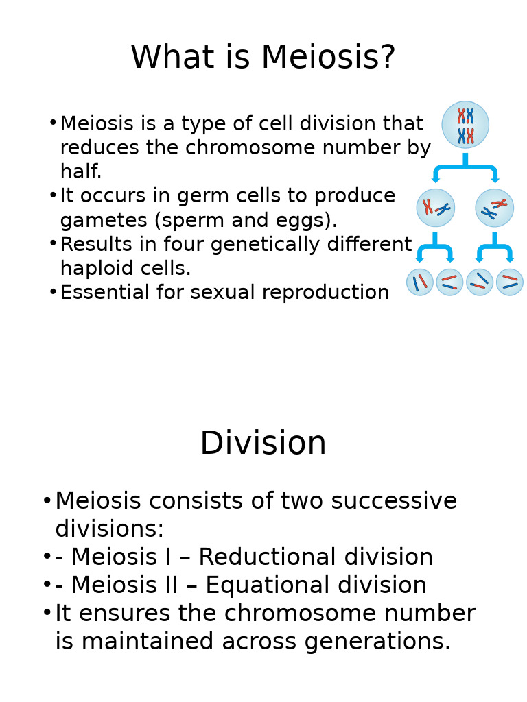 Understanding Meiosis: Cell Division Explained | PDF | Meiosis | Mitosis