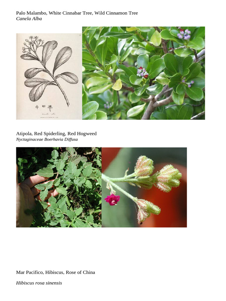 Palo Malambo Plant Overview | PDF