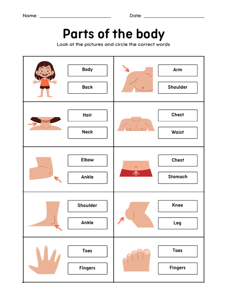 Body Parts Identification Activity | PDF