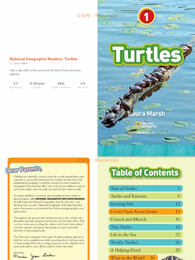 11 Turtles | PDF