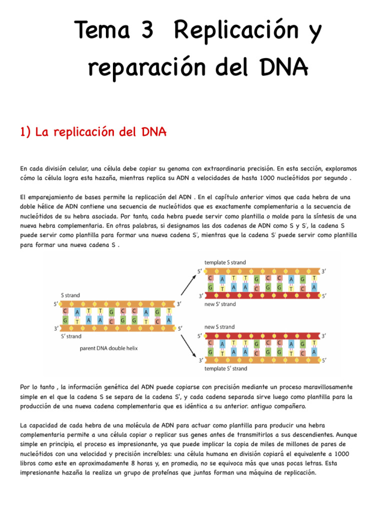 Replicación y reparación del ADN | PDF | Replicación De Adn | Adn