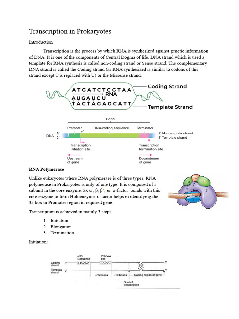 Transcription in Prokaryots | PDF | Rna | Promoter (Genetics)