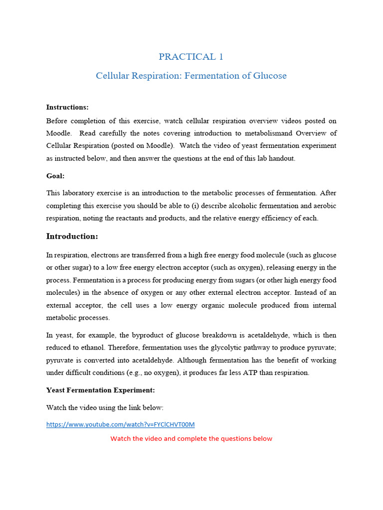 Yeast Fermentation Lab Overview | PDF | Cellular Respiration | Fermentation