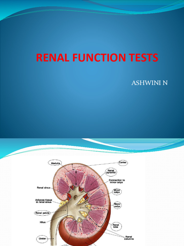 Comprehensive Guide to Renal Function Tests | PDF | Kidney | Creatinine