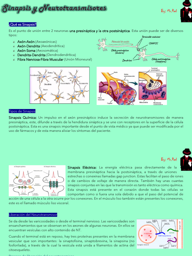 Tipos y Funciones de la Sinapsis Neuronal | PDF | Sinapsis ...