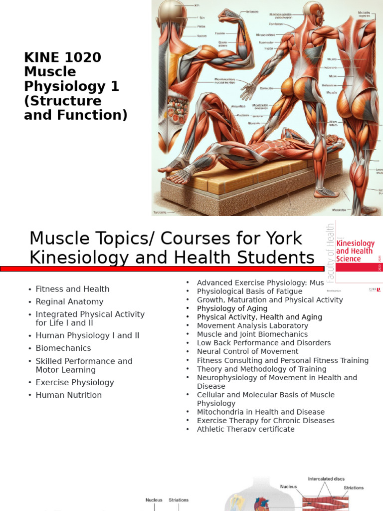 1020_Muscle_1 | PDF | Muscle Contraction | Skeletal Muscle