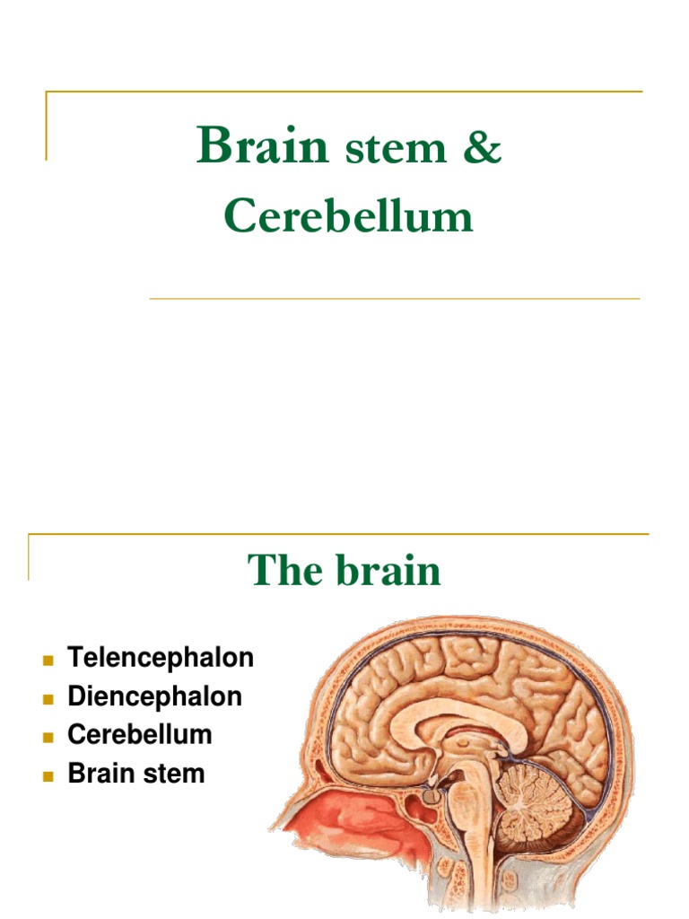 Brain Stem and Cerebellum Overview | PDF | Brainstem | Organ (Anatomy)
