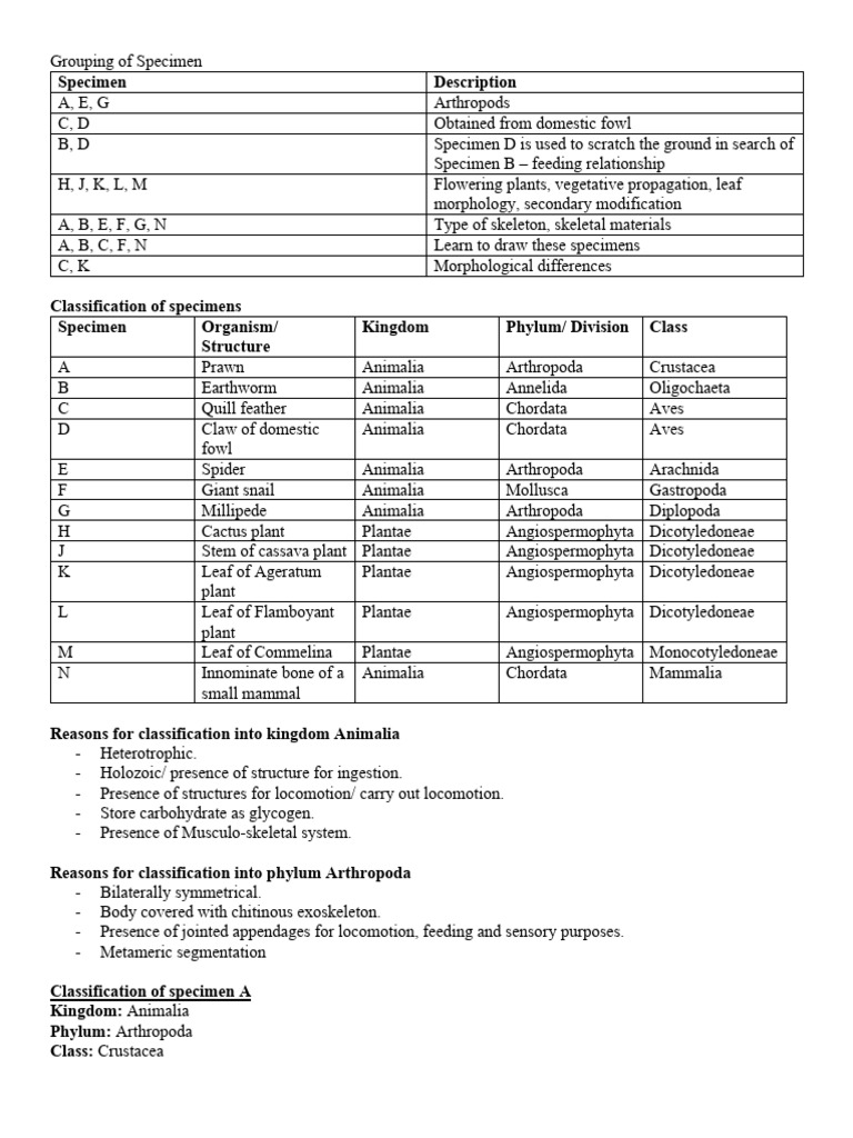 Specimen Classification and Characteristics | PDF | Leaf | Skeleton