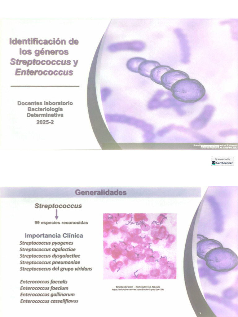 Streptococcus y Enterococcus | PDF