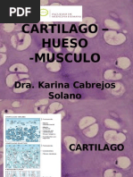 Clase 05 Cartilago-hueso-musculo 2012(1)