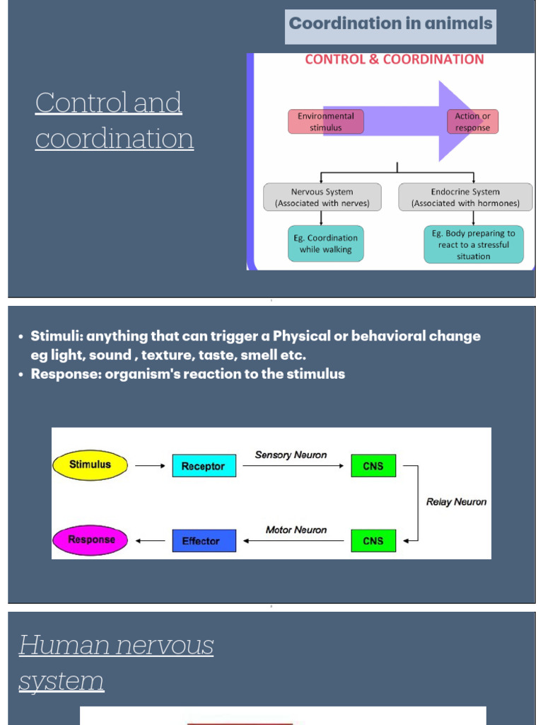 Human Nervous System Overview | PDF | Neuron | Nerve