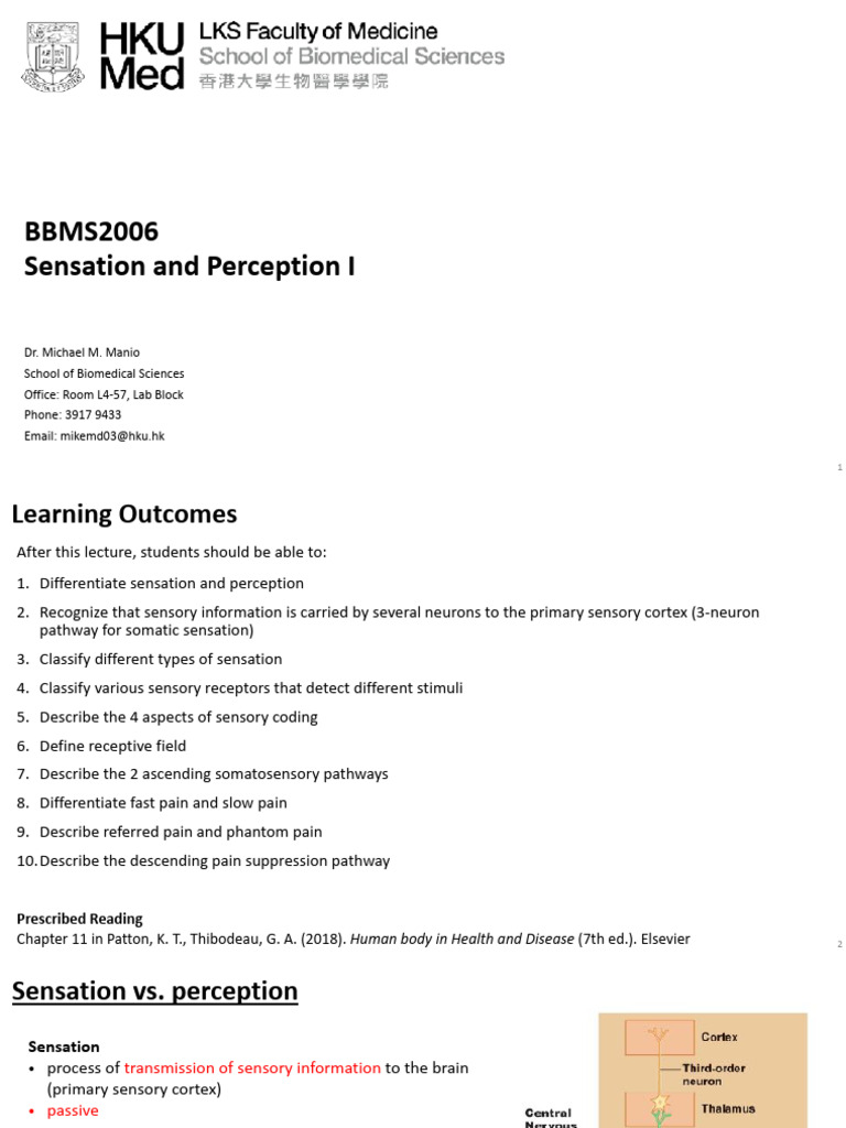 L22L23 Sensation and Perception PDF | PDF | Somatosensory System ...