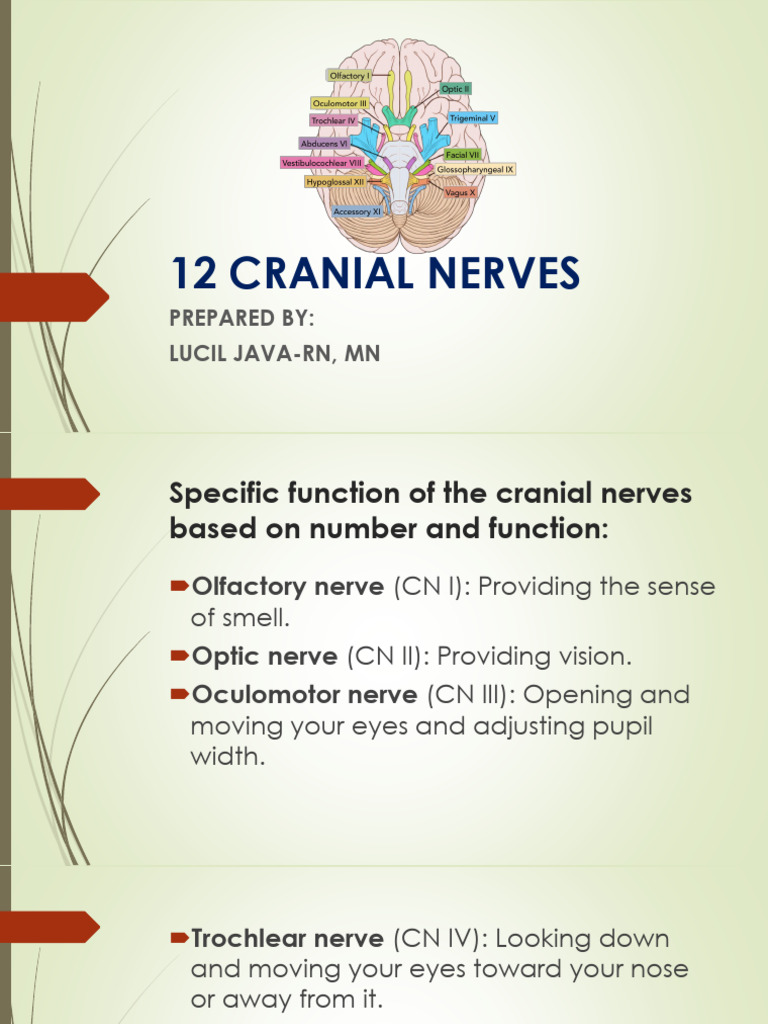 Functions of the 12 Cranial Nerves | PDF