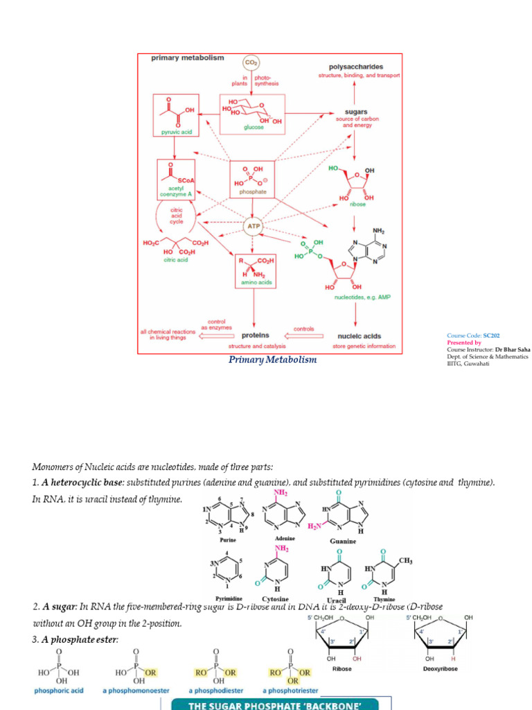 Understanding Nucleic Acids and Metabolism | PDF | Nucleotides | Dna