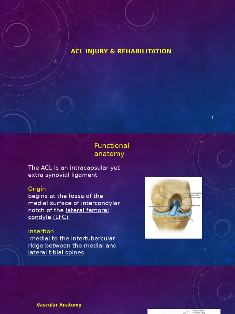 ACL Injury: Anatomy and Rehab Guide | PDF | Knee | Joints