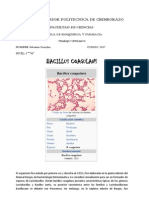 Bacillus Coagulans