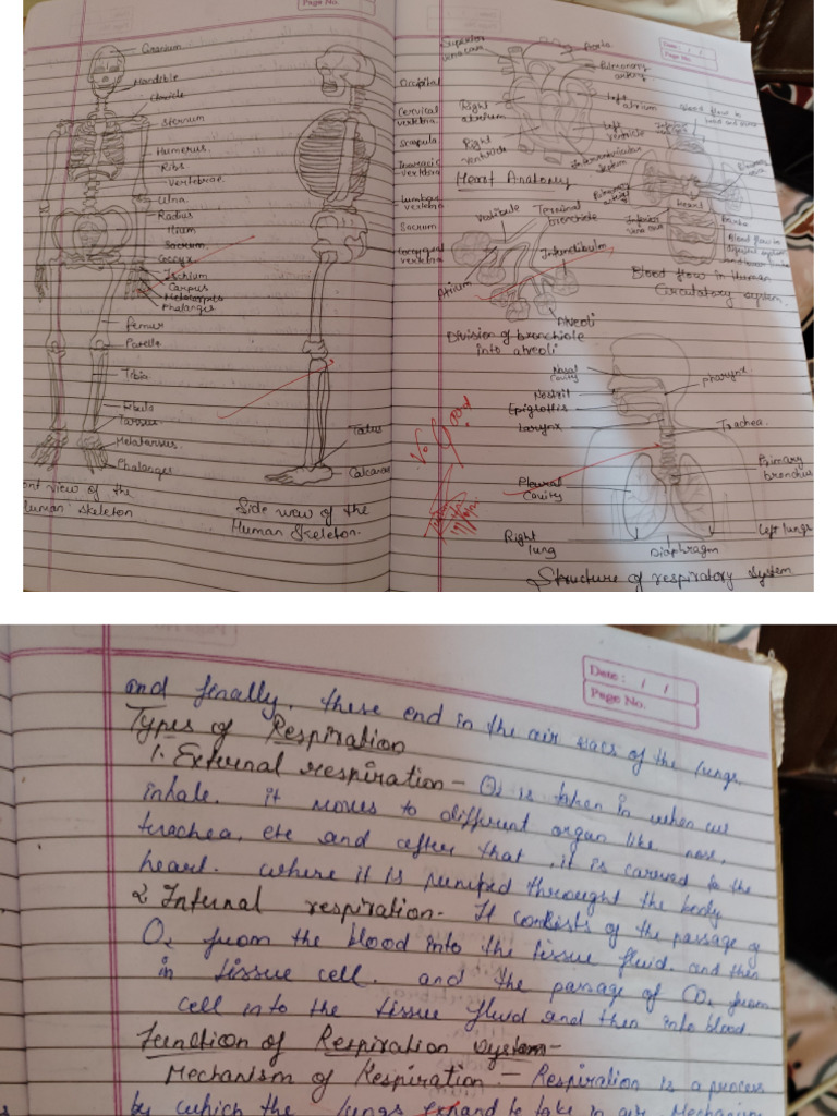 Physical Education CH 7 Notes | PDF