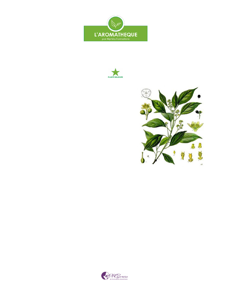 Monographie de l'huile essentielle Ravintsara | PDF
