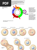 Cell Cycle.