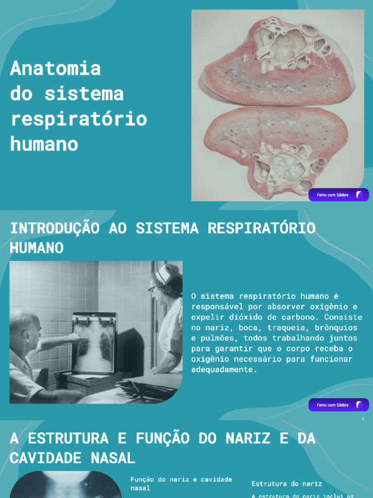 Anatomia Do Órgão | PDF