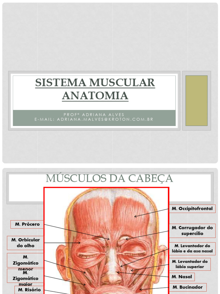 Anatomia do Sistema Muscular Humano | PDF | Anatomia dos primatas ...