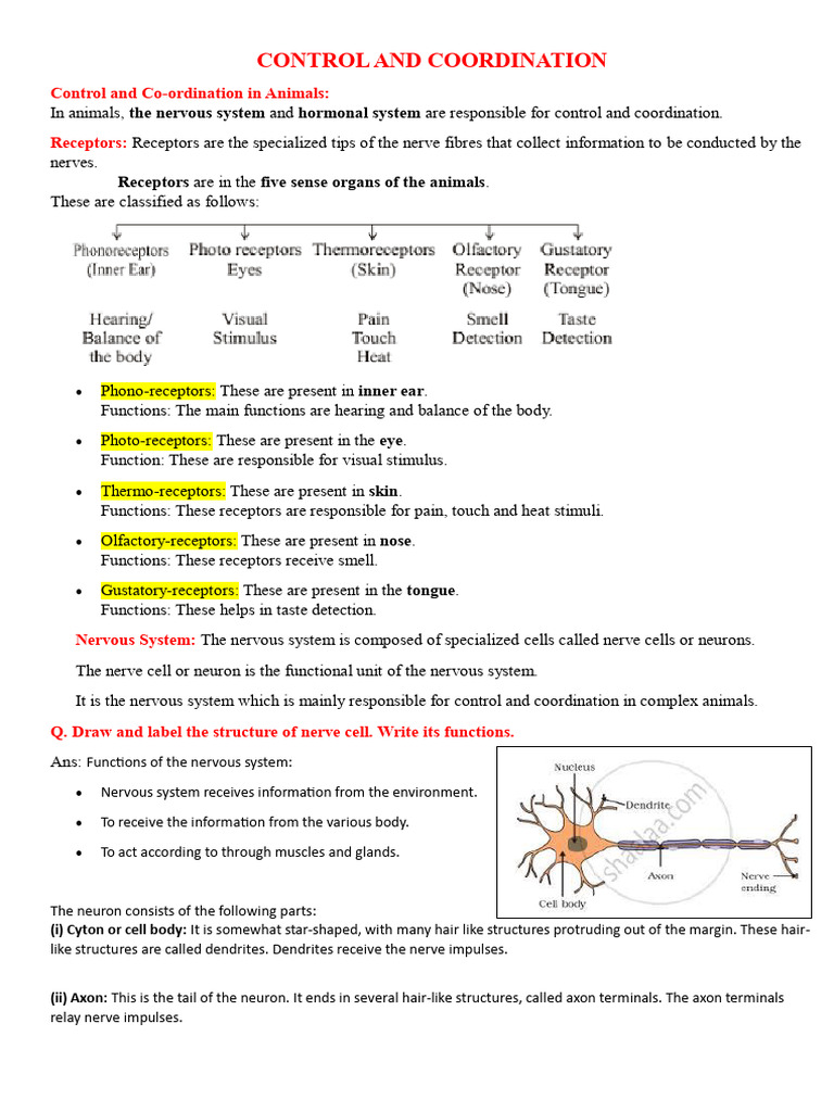 Control and Coordination in Animals and Plants | PDF | Neuron | Brain