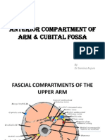 Anterior Compartment of Arm & Cubital Fossa