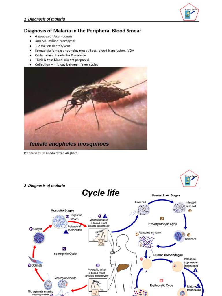 Malaria Diagnosis via Blood Smear | PDF | Malaria | Plasmodium