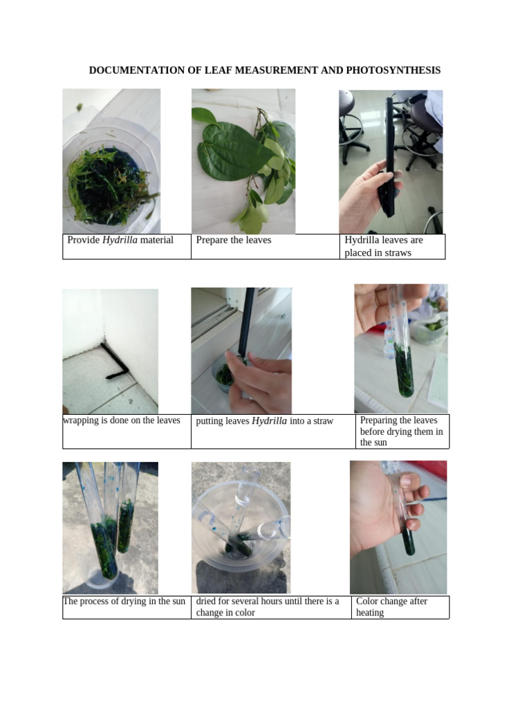 Documentation of Leaf Measurement and Photosynthesis | PDF