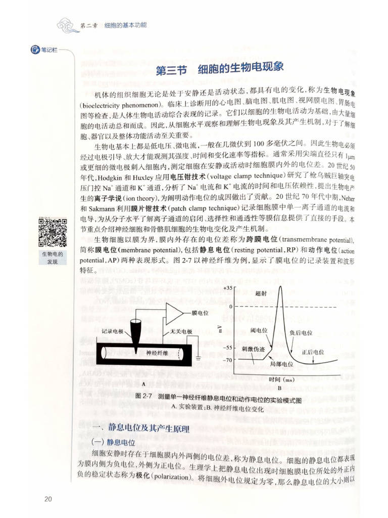 生理学-生物电肌肉收缩| PDF