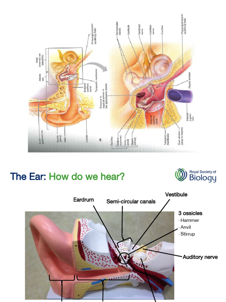 Anatomy of the Ear and Hearing Process | PDF
