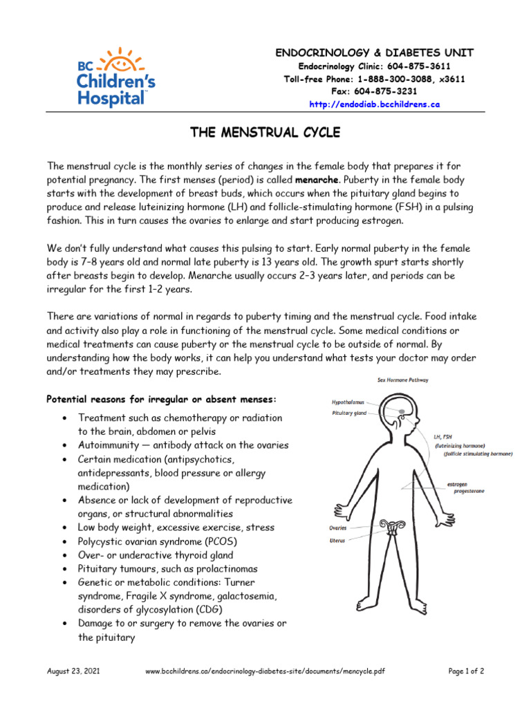 Menstrual Cycle | PDF | Menstrual Cycle | Endocrine System
