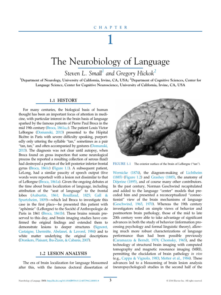 Neurobiology of Language Explained | PDF | Neuroscience | Psychology