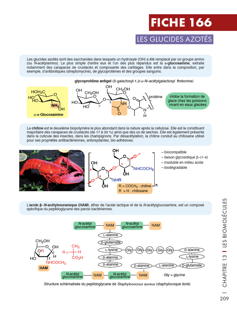 Glucides azotés : structures et fonctions | PDF | Substances chimiques ...