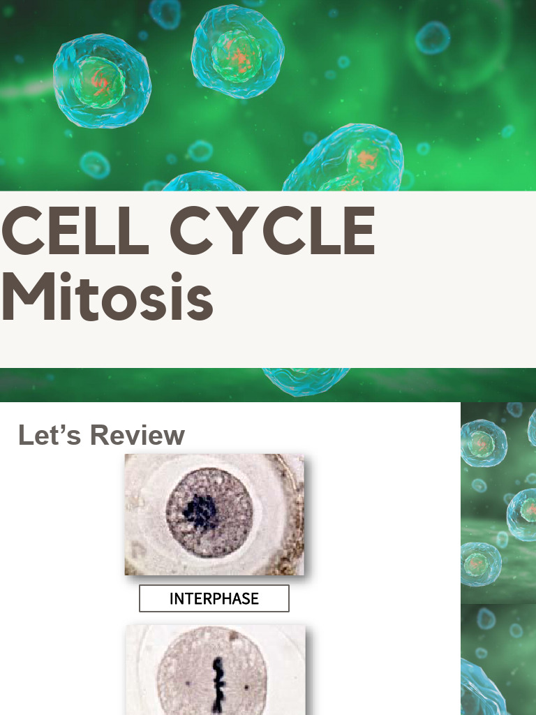 Understanding the Cell Cycle and Mitosis | PDF | Mitosis | Cell Cycle