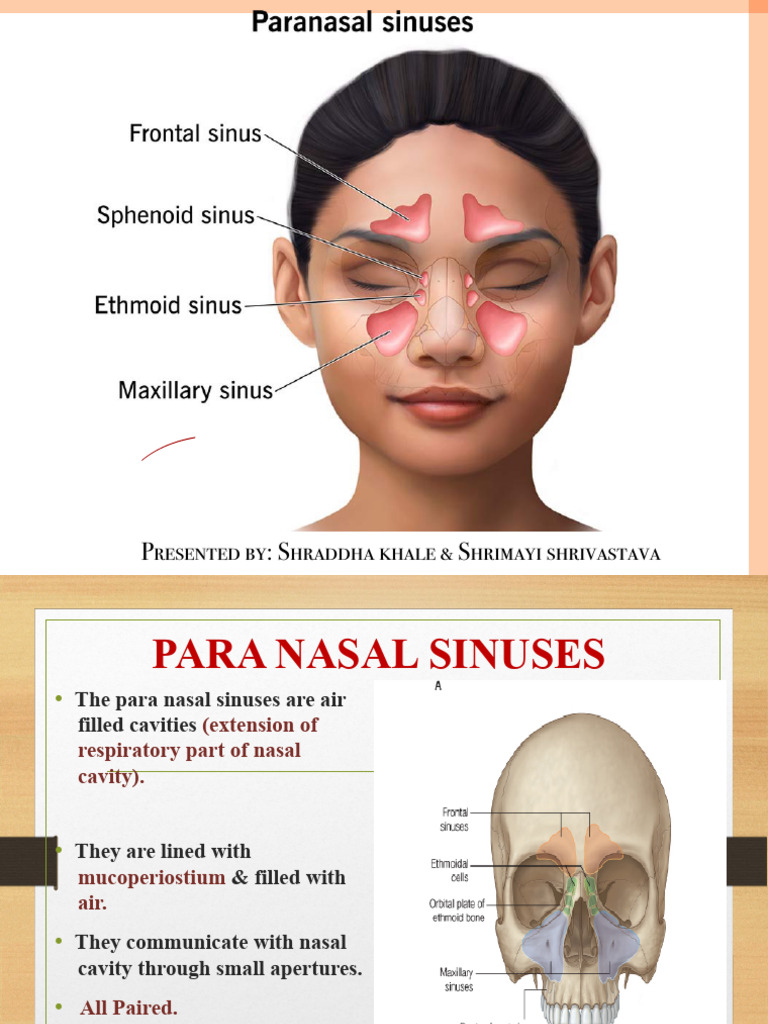 Anatomy and Functions of Paranasal Sinuses | PDF | Human Nose | Primate ...