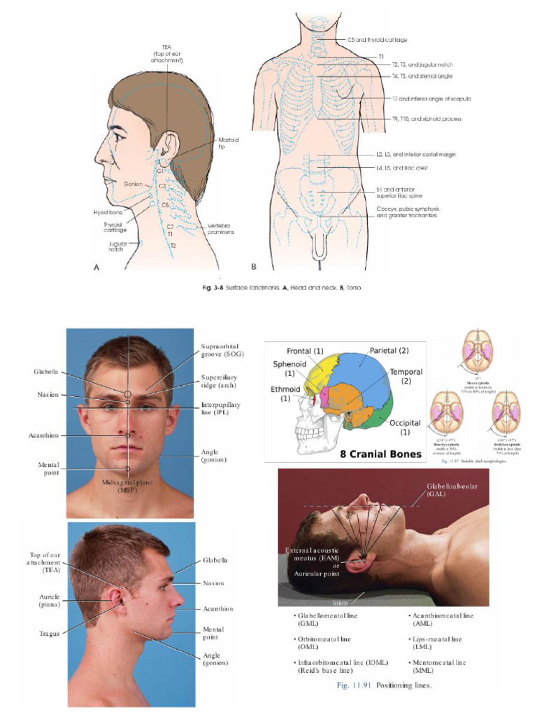 Anatomic Landmark | PDF