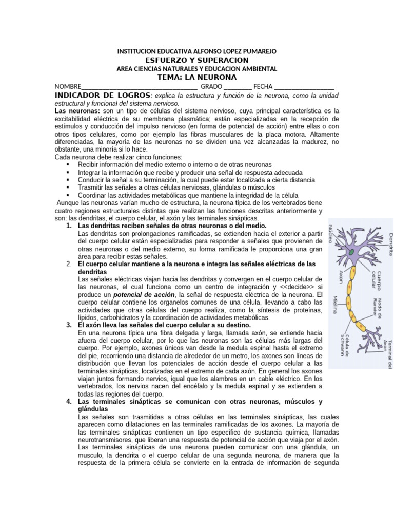 Estructura y Función de la Neurona | PDF | Neurona | Sinapsis