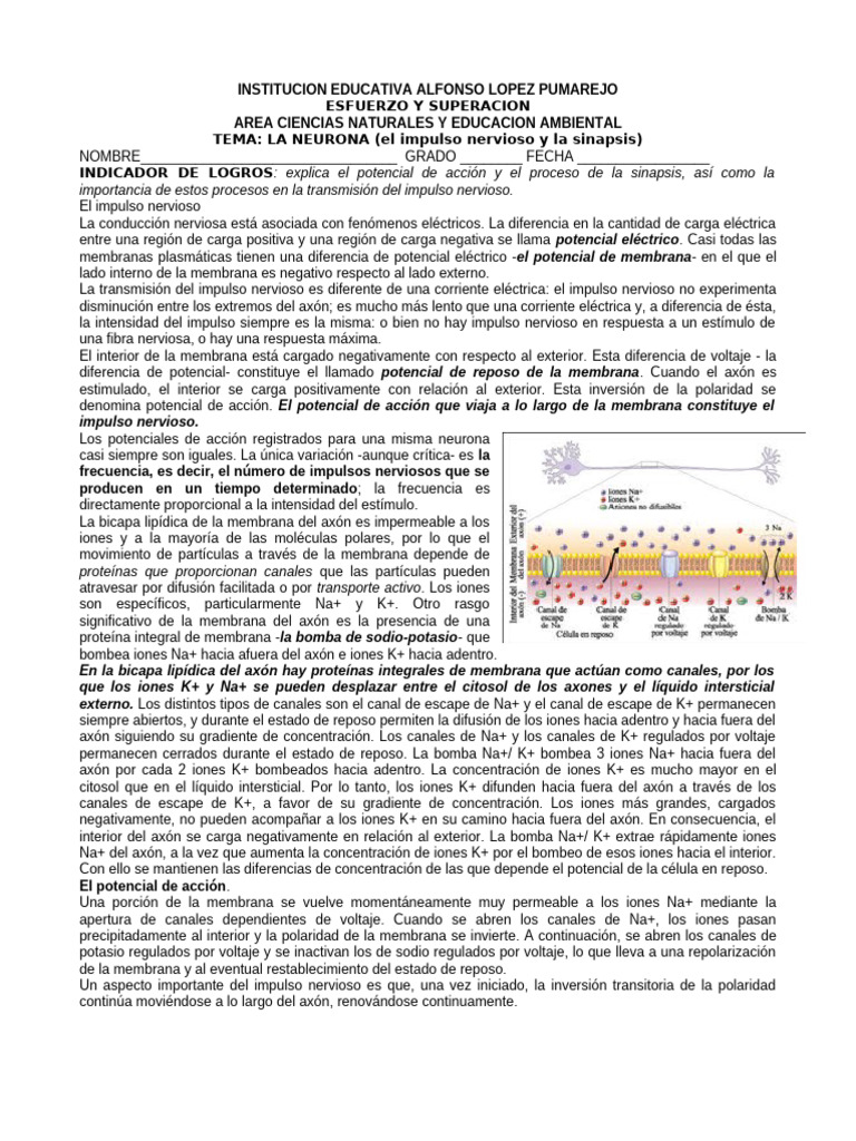 Guia Del Potencial de Accion y Sinapsis | PDF | Potencial de acción ...
