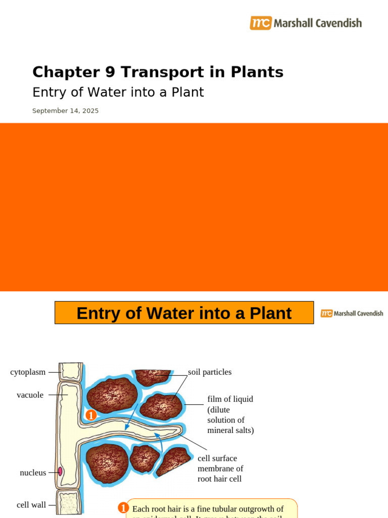 Water Entry in Plant Photosynthesis | PDF | Root | Osmosis