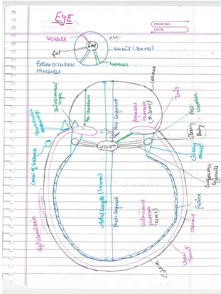 Eye and Ent - 12056963 Ayan | PDF