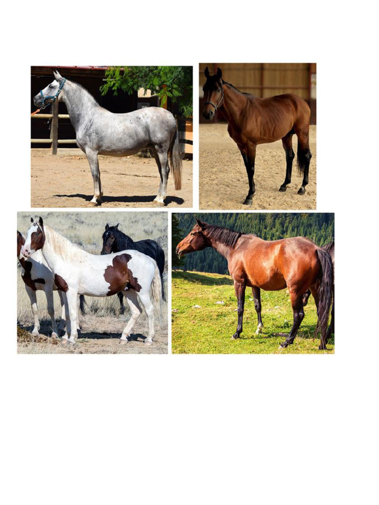 Horse Study | PDF