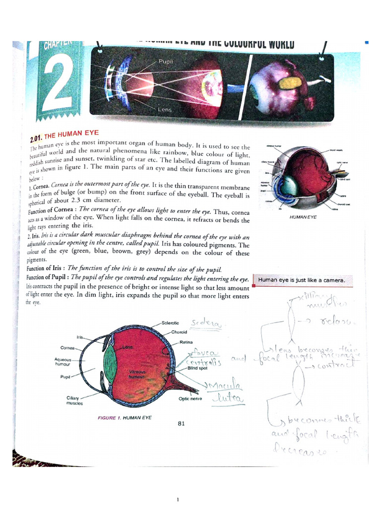 HUMAN EYE Dinesh Book | PDF