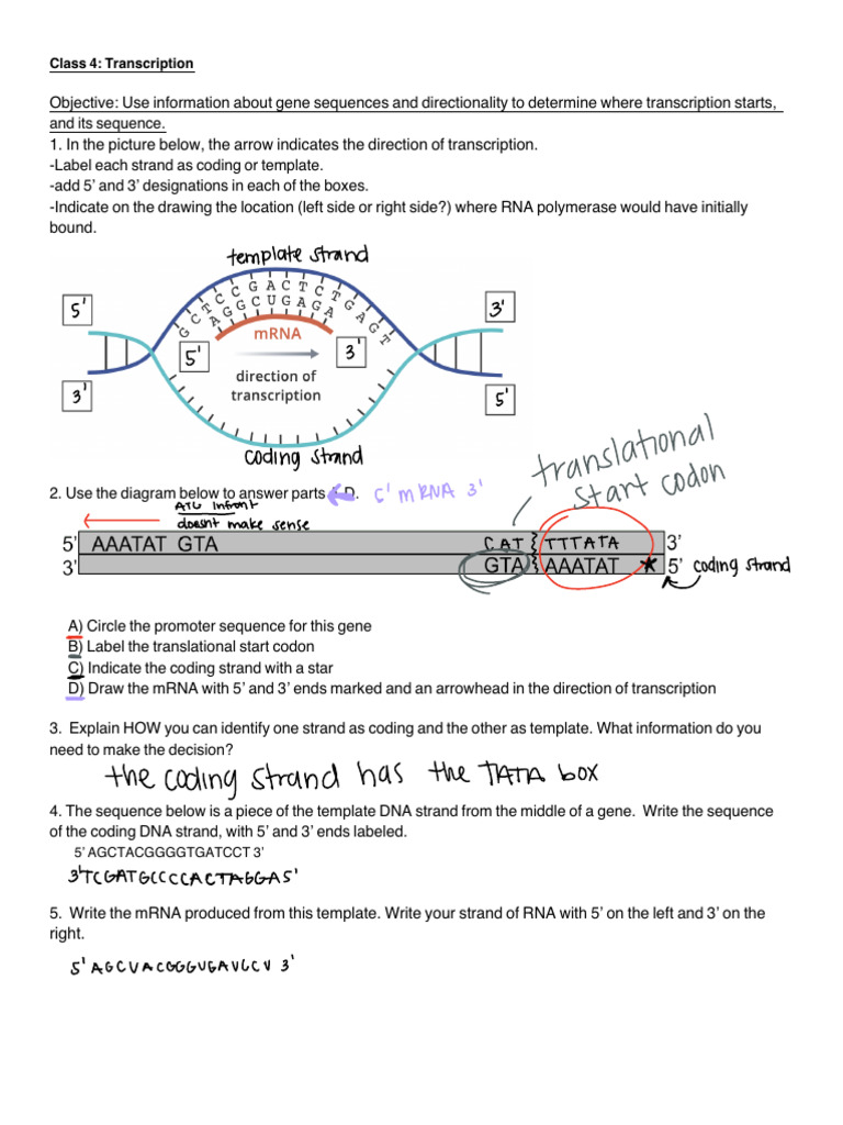 Class Activity 4 | PDF