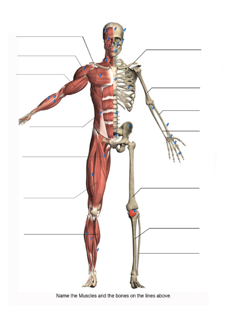Front Muscle Bone Anatomy | PDF