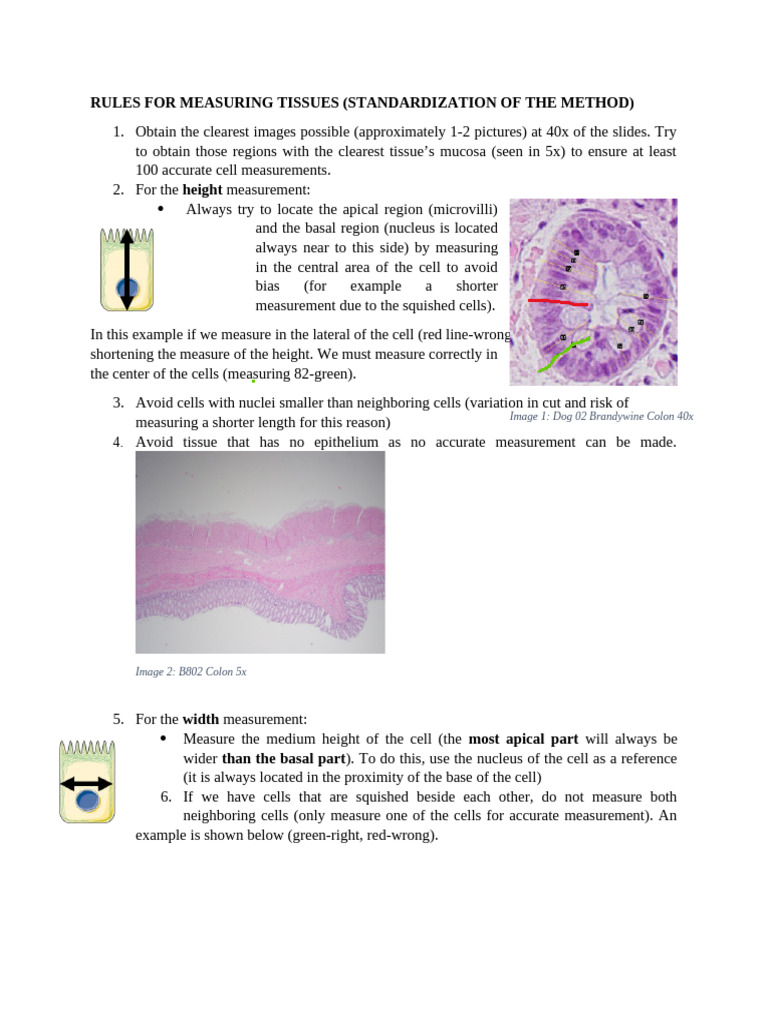 Tissue Measurement Standardization Guide | PDF